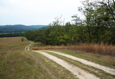 Percorso A piedi Domony - S+ (Csanak - Domonyvölgy, Lázár Lovaspark) - Photo