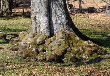 Percorso A piedi Gemeinde St. Veit an der Gölsen - St. Veit a.d. Gölsen - Ebenwald - Kleinzeller Hinteralm - Photo