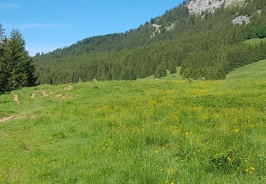 Trail Walking Fillière - ronceveau au col du freu 24 juin 19 - Photo