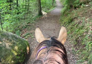 Trail Horseback riding Abreschviller - Lettenbach Tivio vacances  - Photo