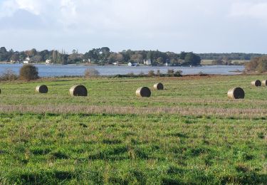 Trail Walking Nostang - PR_56_Nostang_CA_03_La-Ria-Par-le-Gouarde-Et-St-Ernan_Circuit1b_20231105 - Photo