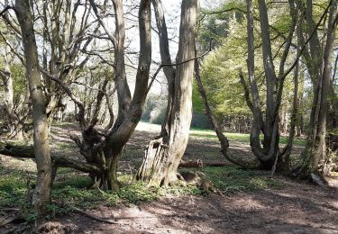 Randonnée Marche Ferrières - Rouge Minières ac  - Photo