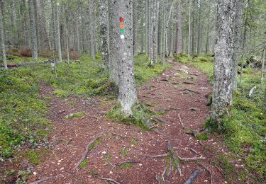 Percorso A piedi Saarijärvi - Mastomäen polku - Photo