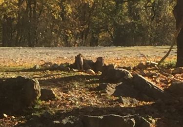 Tour Wandern Saint-Vallier-de-Thiey - Baume obscure  - Photo