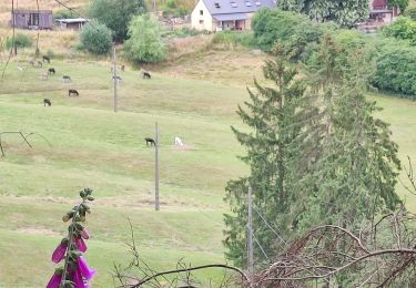 Tocht Stappen Yvoir - Boucle bois de Godinne - Tricointe - Ahinvaux - Photo