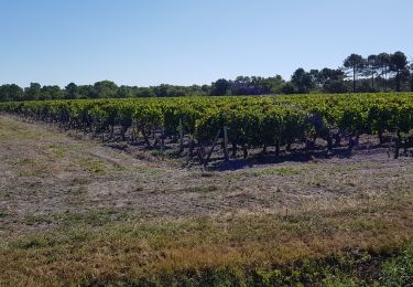 Tour Wandern Saint-Laurent-Médoc - autour de Pauillac  - Photo