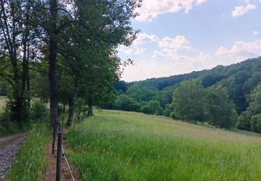 Tour Nordic Walking Aywaille - trek2306 remouchamps . ninglinspo . Vert-Buisson . berinzenne . source sauveniere . niveze . sart . royonpré . polleur . chawion . theux . hodbomont . forestia . remouchamps  - Photo