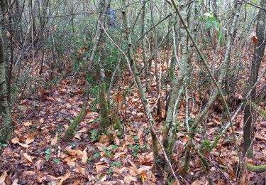 Tocht Stappen Berneuil - champignons. berneuil  - Photo