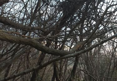 Tour Wandern Livron - Livron chats le soir au fond des bois - Photo