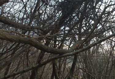 Excursión Senderismo Livron - Livron chats le soir au fond des bois - Photo