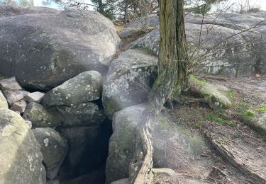 Excursión Senderismo Fontainebleau - Autour des gorges d’Apremont - Photo