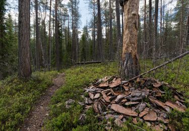 Trail On foot Salla - Kanjonin kurkkaus - Photo