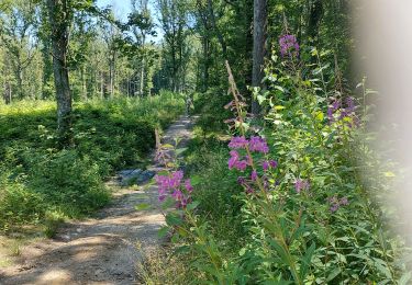 Randonnée Marche Fleurus - forêt des loisirs Fleurus - Photo