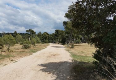 Trail Walking Rognac - Vallon de Mion  - Photo