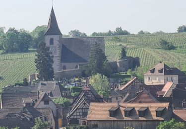 Randonnée Marche Ribeauvillé - Le Sylo - Photo