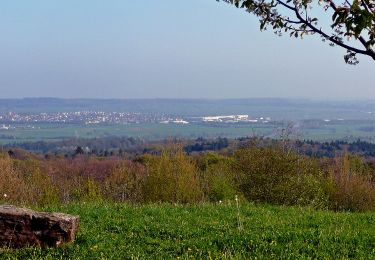 Tocht Te voet Herrenberg - Blauer Punkt, Herrenberg - Bebenhausen - Photo