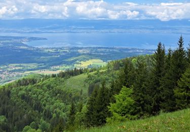 Percorso Marcia Lullin - Mont Forchat - Photo
