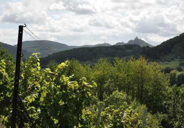 Randonnée A pied Annweiler am Trifels - Burgunderweg - Photo