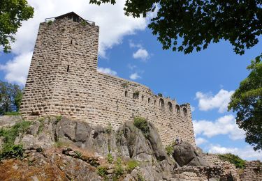 Trail Walking Dambach-la-Ville - Dambach-la-Ville : Circuit des trois châteaux - Photo