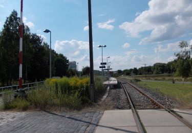 Excursión A pie Nebra (Unstrut) - Weinweg Reinsdorf-Steigra-Karsdorf - Photo