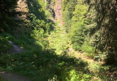 Randonnée Marche Storckensohn - Storckensohn-Gazon Vert vers l'étang - Photo