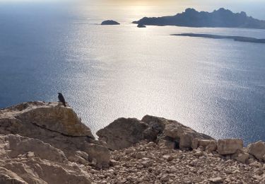 Tour Wandern Marseille - Titou Ninou - Photo