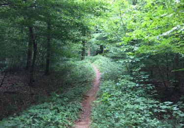 Tocht Stappen Tintigny - La Rando du Bian: Autour de Lahage  - Photo