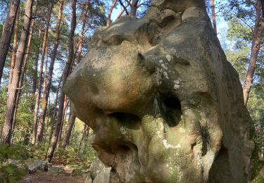 Tour Wandern Fontainebleau - Croix de Toulouse  - Photo