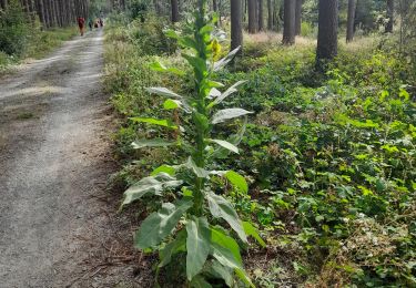 Trail Walking Somme-Leuze - Marche ADEPS à  Baillonville. Beau parcours de 10km400. - Photo