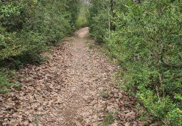 Tour Wandern Quinson - 04-04-2022 Quinson - Basses Gorges - Sainte Maxime - Photo