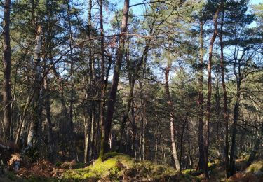 Excursión Senderismo Fontainebleau - corona - Photo