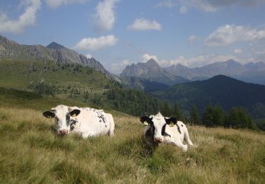 Tocht Te voet Ziano di Fiemme - Sentiero del Casarin - Photo