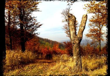 Tour Zu Fuß Hetting - S▲ Hosszúhetény – Potor-hegy - Zengő - Photo