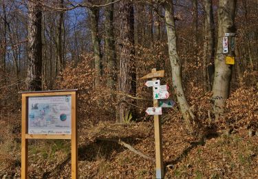 Tocht Te voet Niedernhausen - Lindenkopf: Rehbock - Photo