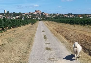 Tocht Stappen Puissalicon - Puissalicon - Photo