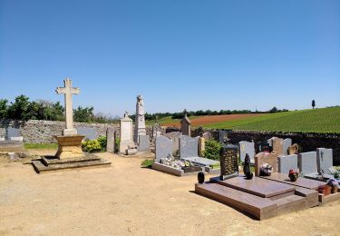 Excursión A pie Saint-Jean-des-Vignes - De Bagnols à Lozanne - Photo