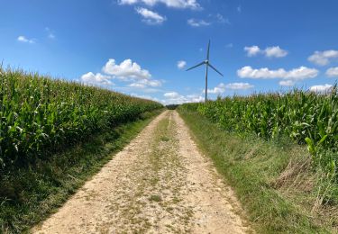 Tocht Stappen Coupelle-Vieille - Coupelle Vieille - Photo