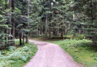 Tocht Stappen Lavoine - Les sources de la Besbre - Photo