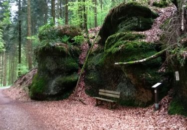 Excursión Senderismo Xertigny - parcours vert CO Xertigny 10-05-19 - Photo