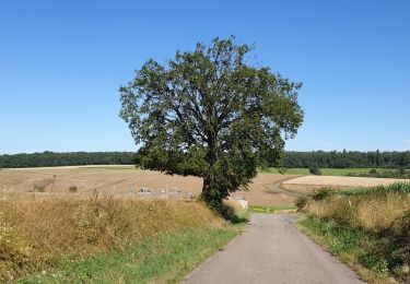 Randonnée Marche Havelange - De Havelange à Saint Fontaine par le village de Ossogne - Photo