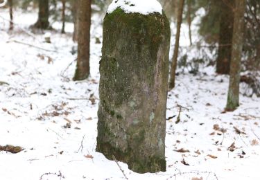 Percorso A piedi Seßlach - Bürgerwaldrundweg - Photo