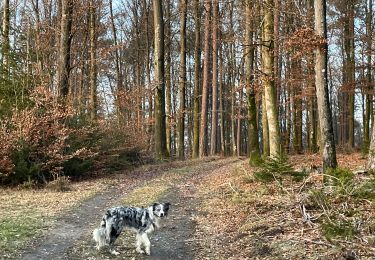 Trail Walking Neufchâteau - Hosseuse via la rivière  - Photo