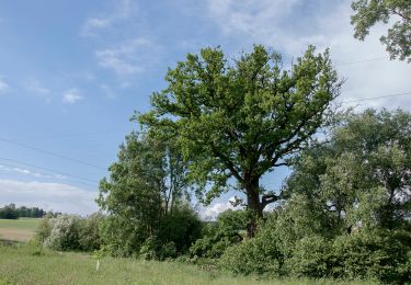 Trail On foot Wilhering - Sternweg Dörnbach-Appersberg - Photo