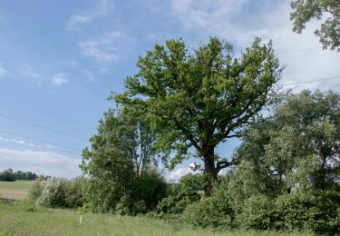 Tour Zu Fuß Leonding - AT-2 - Photo