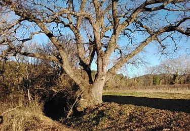 Trail Walking Pernes-les-Fontaines - pernes les terres mortes 84210 - Photo