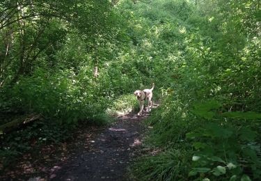 Tocht Stappen Seraing - Bois du Val Saint-Lambert - Photo