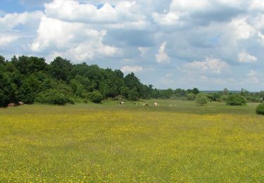 Tocht Te voet Magyarföld - K+ (Felsőszenterzsébet - Péter-hegy - Magyarföld) - Photo