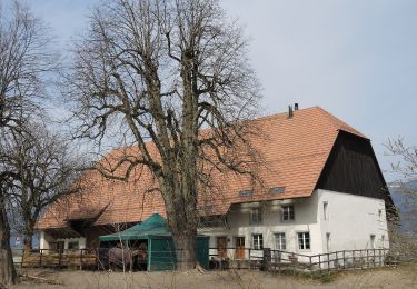 Tour Zu Fuß Solothurn - Solothurn HB - Lohn Lüterkofen - Photo