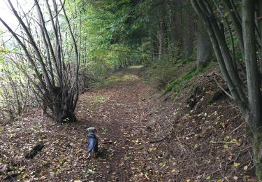 Trail Walking Stoumont - Rahier - Xhierfomont - Photo