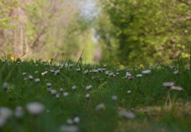 Tocht Stappen Bitsingen - de wonck  a wonck  - Photo